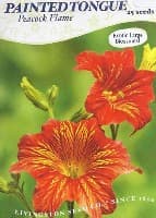 How to grow Painted Tongue flowers, plants