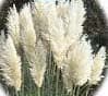 Pampas Grass