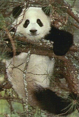 Panda Bear
