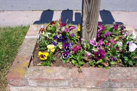 Pansies