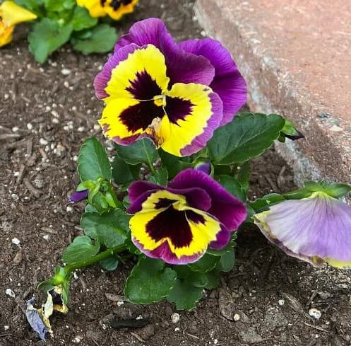 Pansy Flower 2022-02