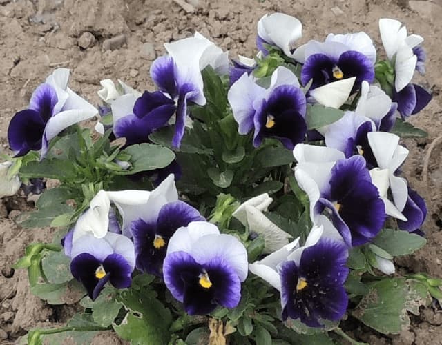 How to grow Pansy Flowers. Blue, White, pansies