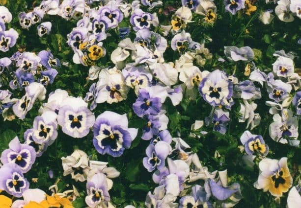 Pansy Flowers