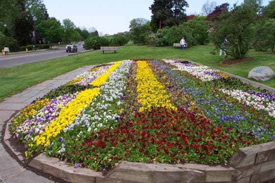 Pansy Plants