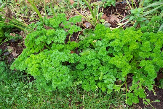 How to Grow Parsley Herb Plant. Biennial plants.