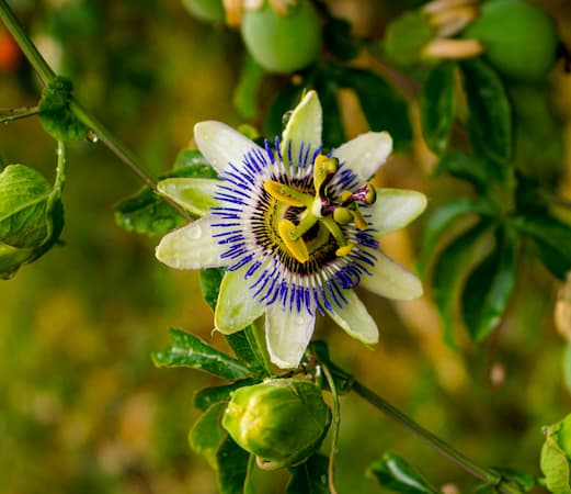 How to Grow Passionflower Vine. Passion Flower perennial plant