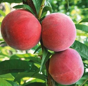 How to grow peach trees. How to make blueberry peach pie recipe. gardening, tips