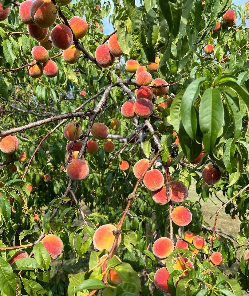 Peaches 2023