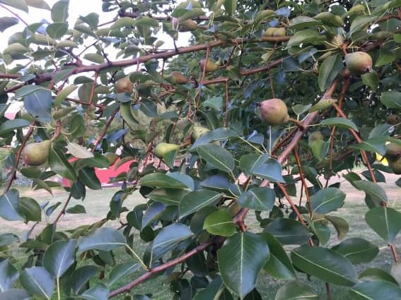 Pear Tree