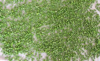 Garden Peas