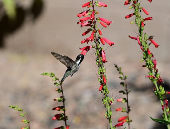 How to Grow Penstemon Flowers. Perennial Penstemon Plants