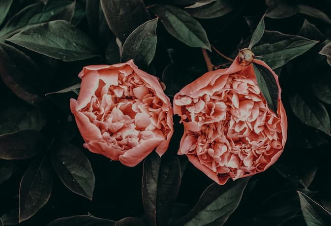 Peonies Plants. How to Grow Peony flowers.