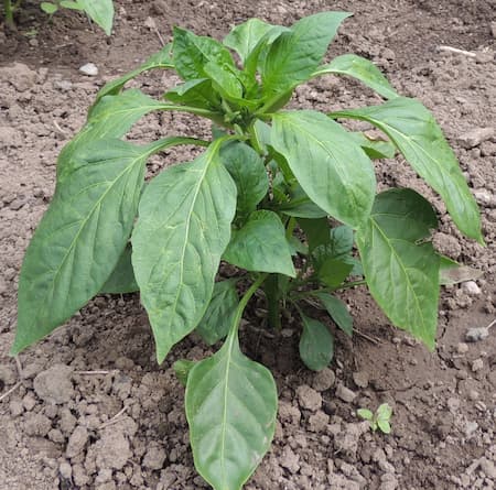 Pepper Plant. Bhut Jolokia Ghost Pepper