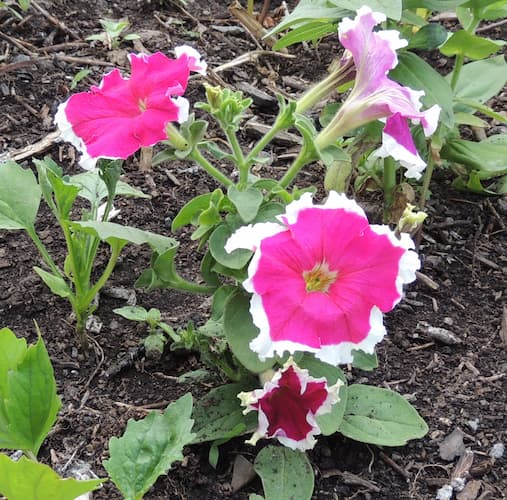 Petunia Flower Pink White