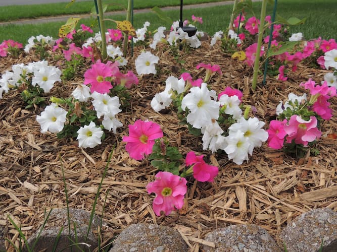 How to Grow Petunia Flowers Plant