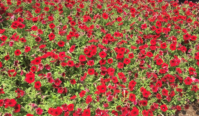 Petunia Flowers 1