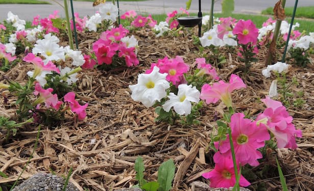 Petunia Flowers