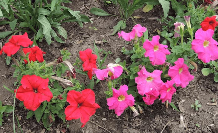 Petunia Flowers 10