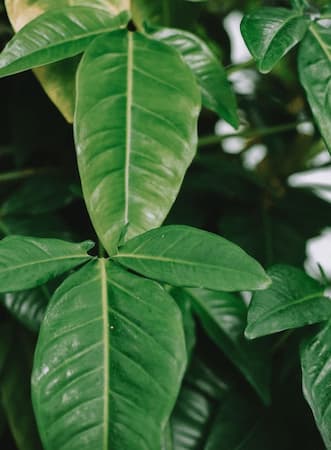 How to Grow Philodendron Plant, Houseplant