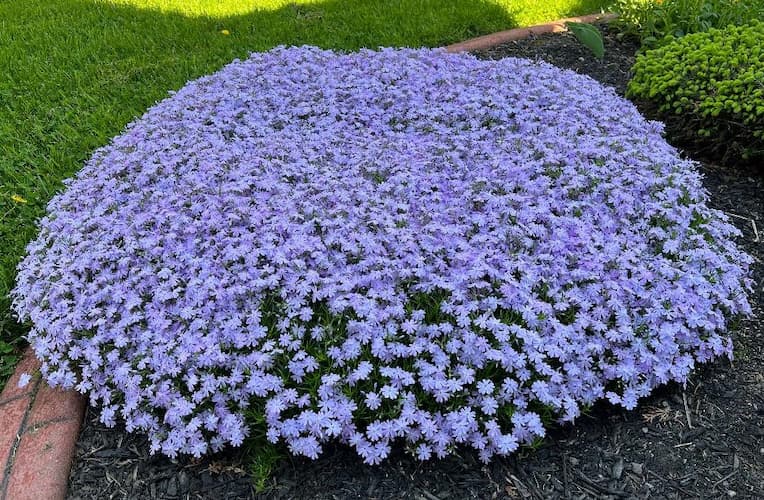 How to Grow Phlox Flowers, plants