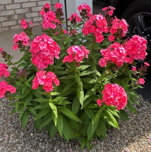 How to grow phlox flower perennial plants. Types of Flower Plants.