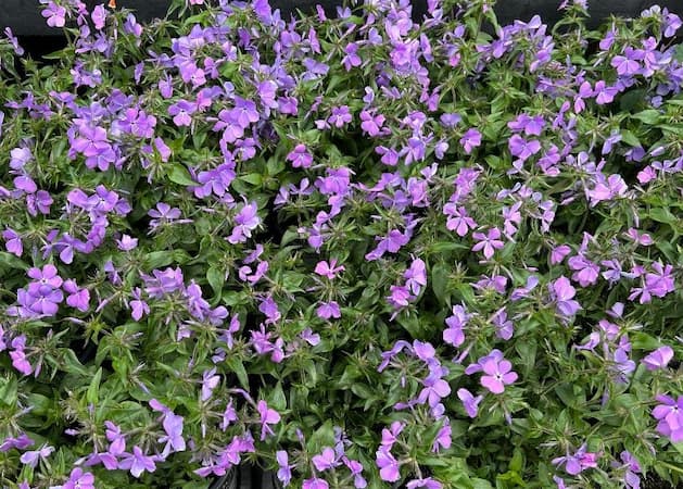 How to Grow Phlox Flowers