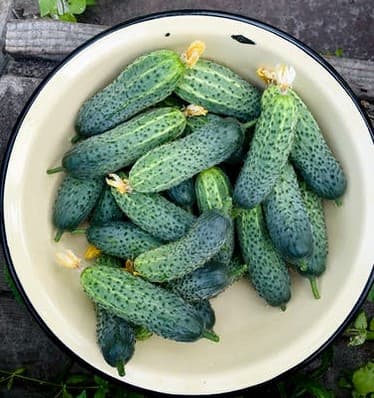 Pickling Cucumbers