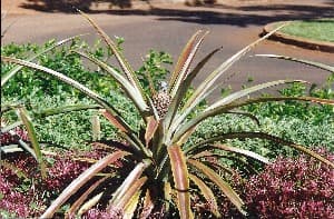 How to Grow Pineapple Plants
