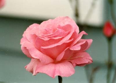 Pink Rose