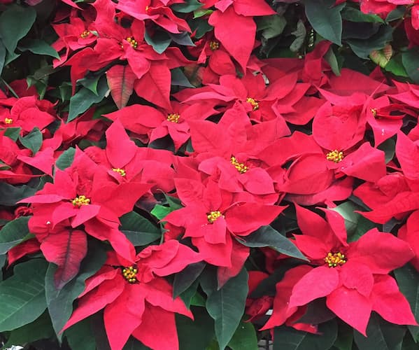 How to Grow Poinsettia Plants. Forcing poinsettias to bloom. home gardening