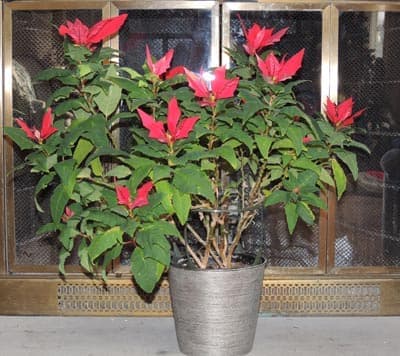 Poinsettia Plant 02
