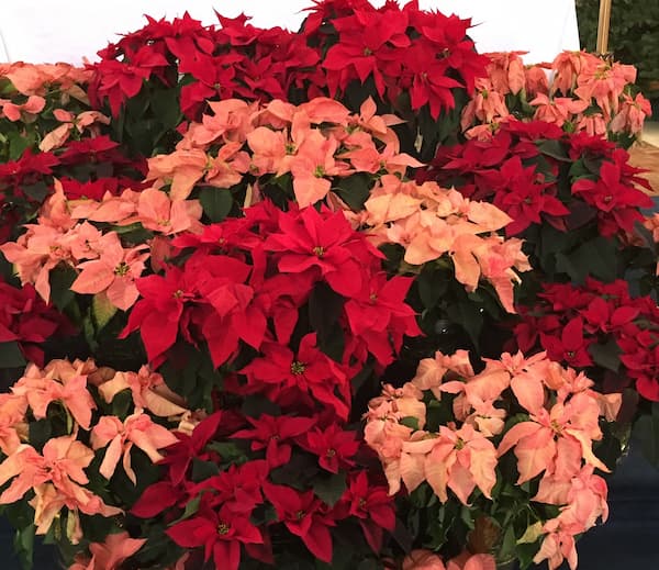 poinsettias. Better home and gardening, winter garden