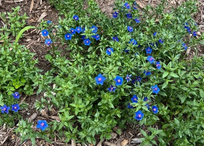 How to grow Poor Man's Weather Glass Flower Plant