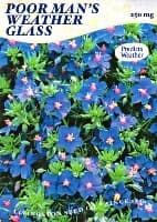 How to Grow Poor Man's Weather Glass Plants, Flowers