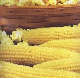 Popcorn Ears
