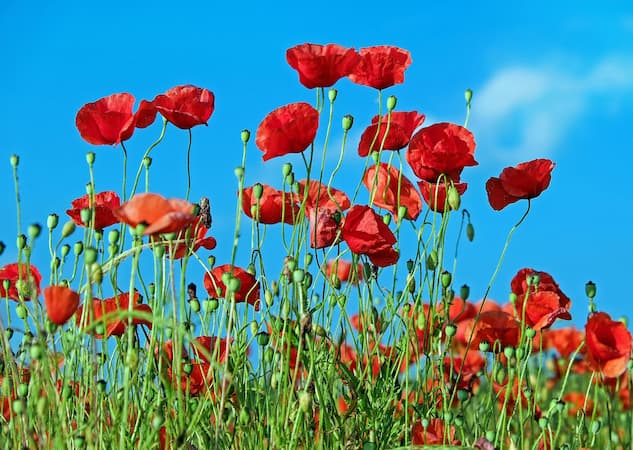 How to Grow Poppies Poppy Flowers