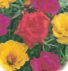 How to Grow Moss Rose Flowers Portulaca. Growing Moss Rose plants.