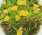 How to Grow Primrose Flowers. Yellow perennial primrose.