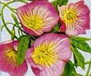 Growing Primrose Flower Plant. How to Grow Primrose.