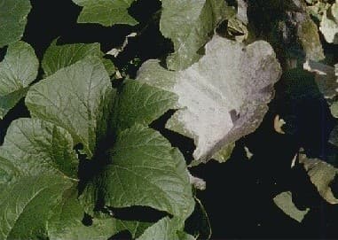 Pumpkin Plant Disease