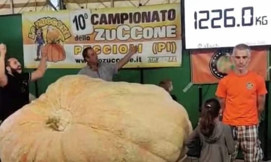 Giant Pumpkins 2702