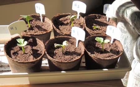 How to Grow Pumpkin Seedlings, Growing Plants, home gardening