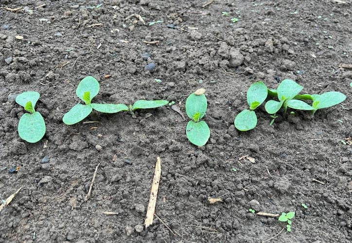 Pumpkin Seedlings Sprouting
