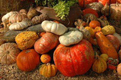 Pumpkin Variety