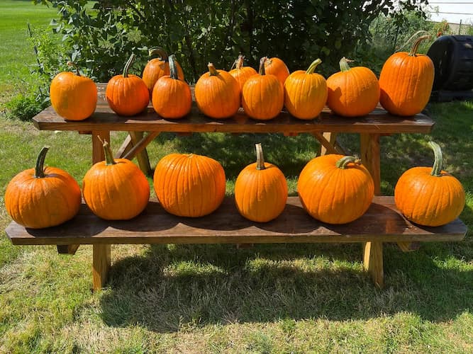 How to make grilled pumpkin recipe