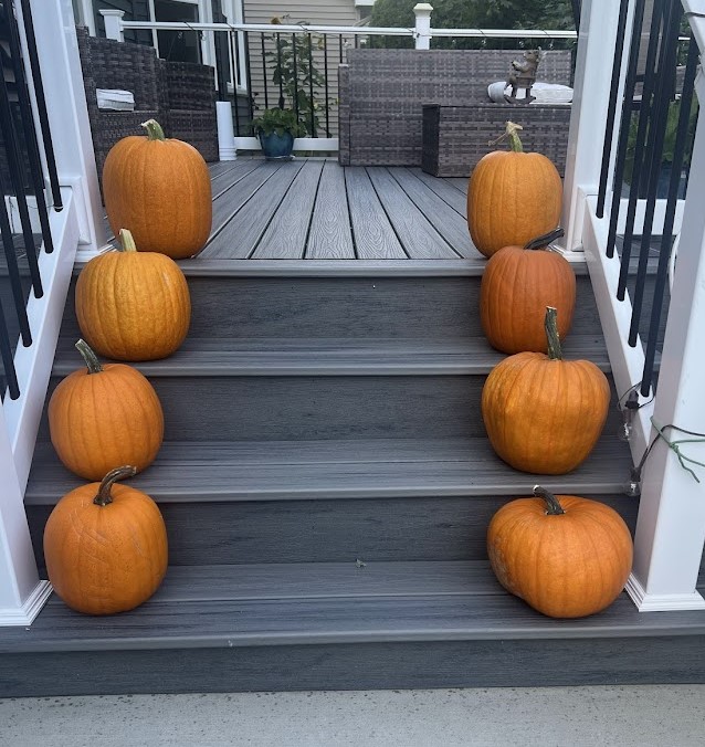 Harvesting Ripe Pumpkins