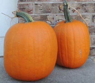Pumpkins on Porch, How to Grow Pumpkins, home gardening