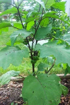 Pumpkin on a Stick Plant 03