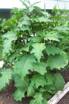 Ornamental Eggplant 05