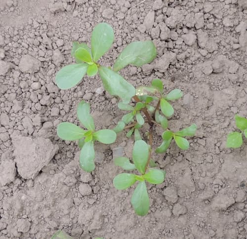 Purslane